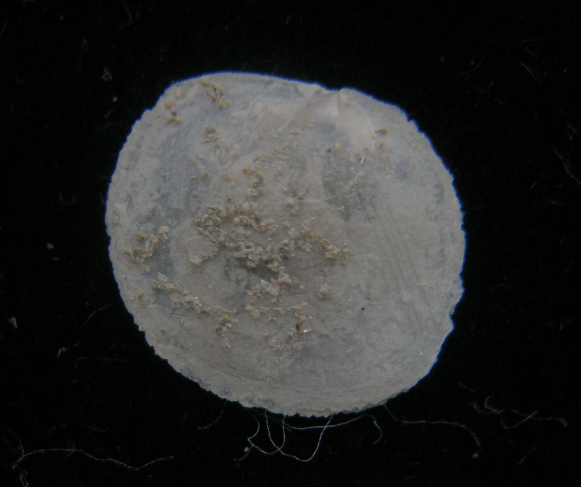 pododesmus glaucus?????